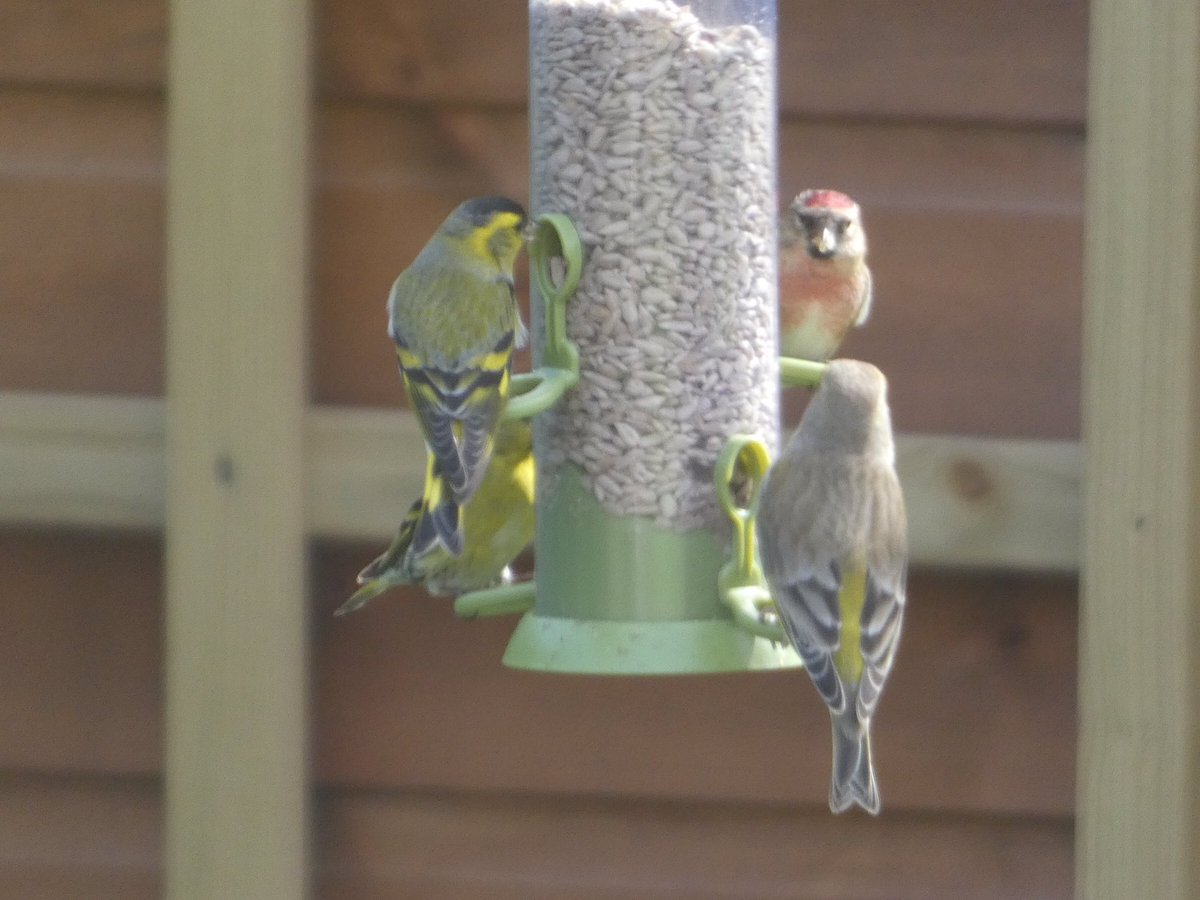 shelinad's tweet photo. We’ve enjoyed the company of a large mixed group of Chaffinches and Bramblings. Up to 12 Bramblings in one sitting and similar number of Chaffinches. Also a couple of Redpolls regularly visiting. Quite the bumper year! @_BTO @BTO_GBW @Natures_Voice @NTBirdClub https://t.co/cgiQBDpsL2