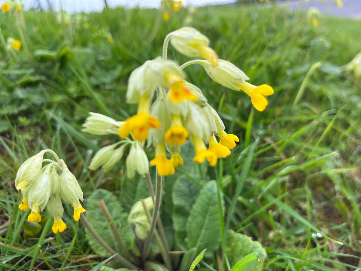 The cowslips are out in force..