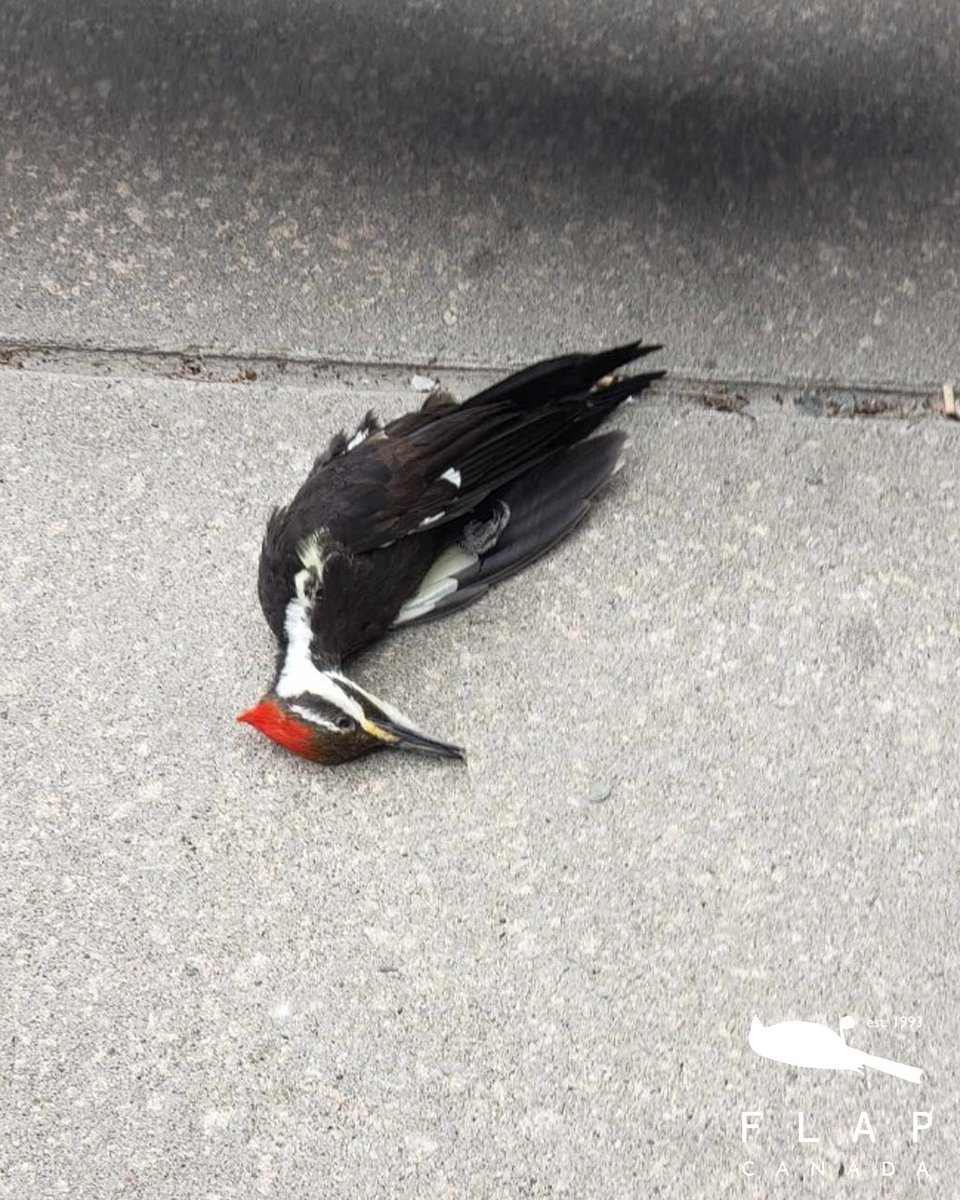 There had only ever been 2 Pileated Woodpeckers reported on the Global Bird Collision Mapper in Toronto, but yesterday a third was added. This Pileated Woodpecker was found near Spadina/Lakeshore yesterday by a member of the public. She collided at a small low rise building.