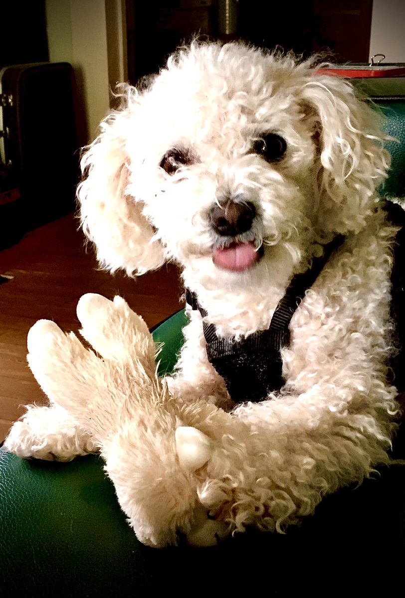 Happy #TongueOutTuesday from me and Lambchop! #ToT #DogsofTwitter #Bichon