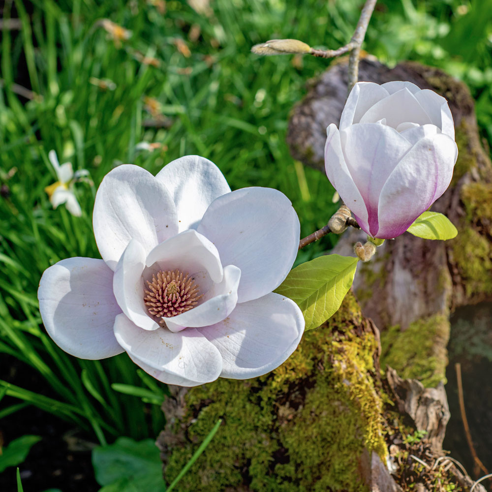 The gorgeous magnolias are in full bloom at Highgrove. They display a stunning array of pink and white flowers against bare branches, and their goblet-shaped blooms are a spectacular sight and a true welcome to spring.