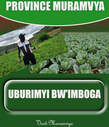 La population de la province #MURAMVYA a déjà compris la vision de Son Excellence Evariste NDAYISHIMIYE. La culture des légumes se développe dans leur province.