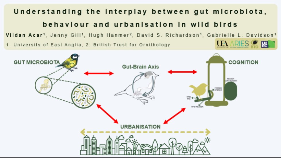 Ready to share my research outline at #BOU2024, aiming to answer 4 key questions at the intersection of gut microbiota(GM), behavior, and urbanisation in wild, using great tits as model. 🌟 No results yet, but excited for what we'll discover throughout my PhD journey! #BREAK1 1/6