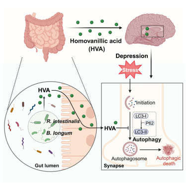 New! Online now: Gut bacteria-driven homovanillic acid alleviates depression by modulating synaptic integrity dlvr.it/T5HDcW