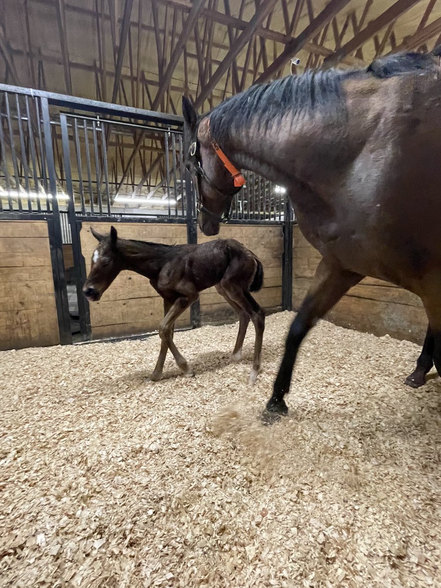 It’s always a good day when there is a new baby! Pinehurst filly o/o Headstrong Woman (Strong Mandate mare)! #okbred #dmwrs #foal #horseracing