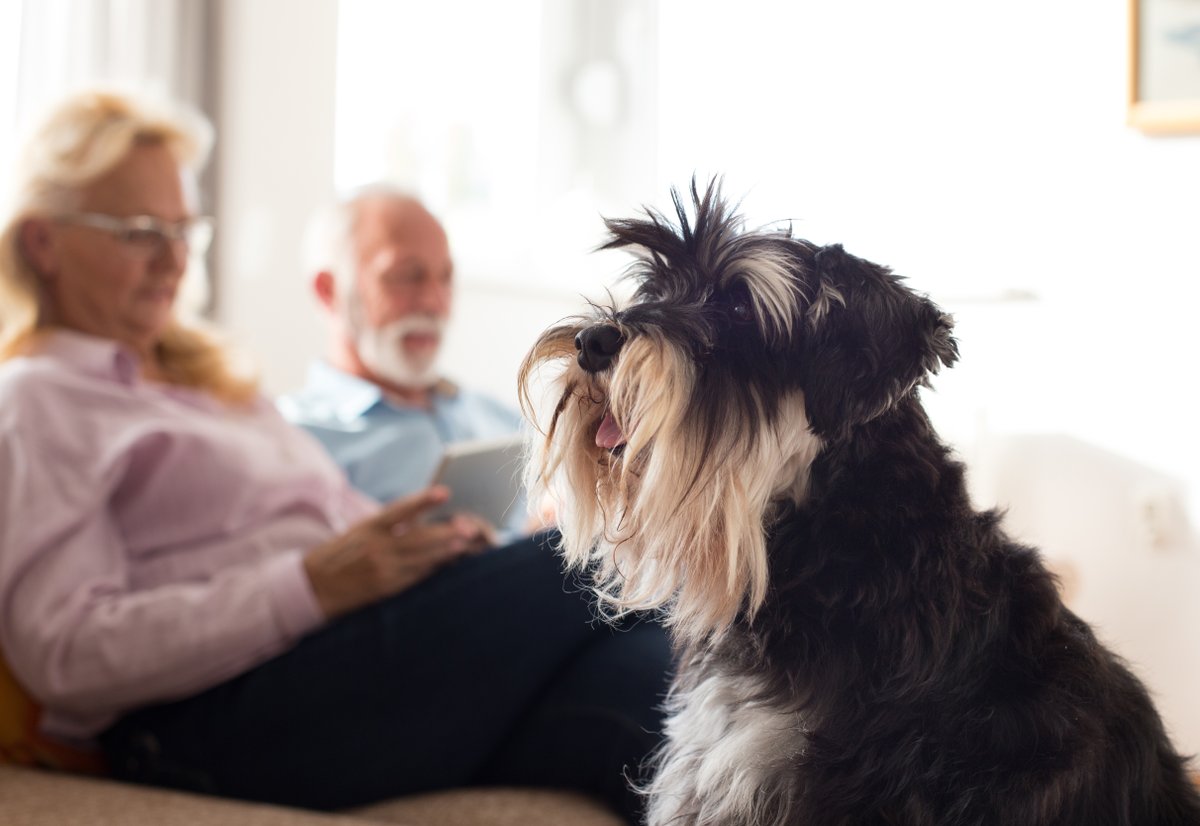 Pets are an important part of our family. They provide physical and mental benefits. Our CEO Joan Hatem-Roy points out Thursday is National Pet Day, a good excuse to consider adopting a pet or spending more time with your animals. Read the column here: ow.ly/ulnA50RaHb5