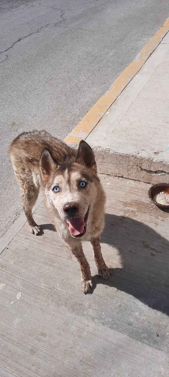 En este preciso momento estoy sufriendo,ayúdame por favor 🙏🏼 Estoy en Edomex,necesito ser rescatado y rehabilitado. Si puedes ayudarme avísale a Hela. Gracias 🥺