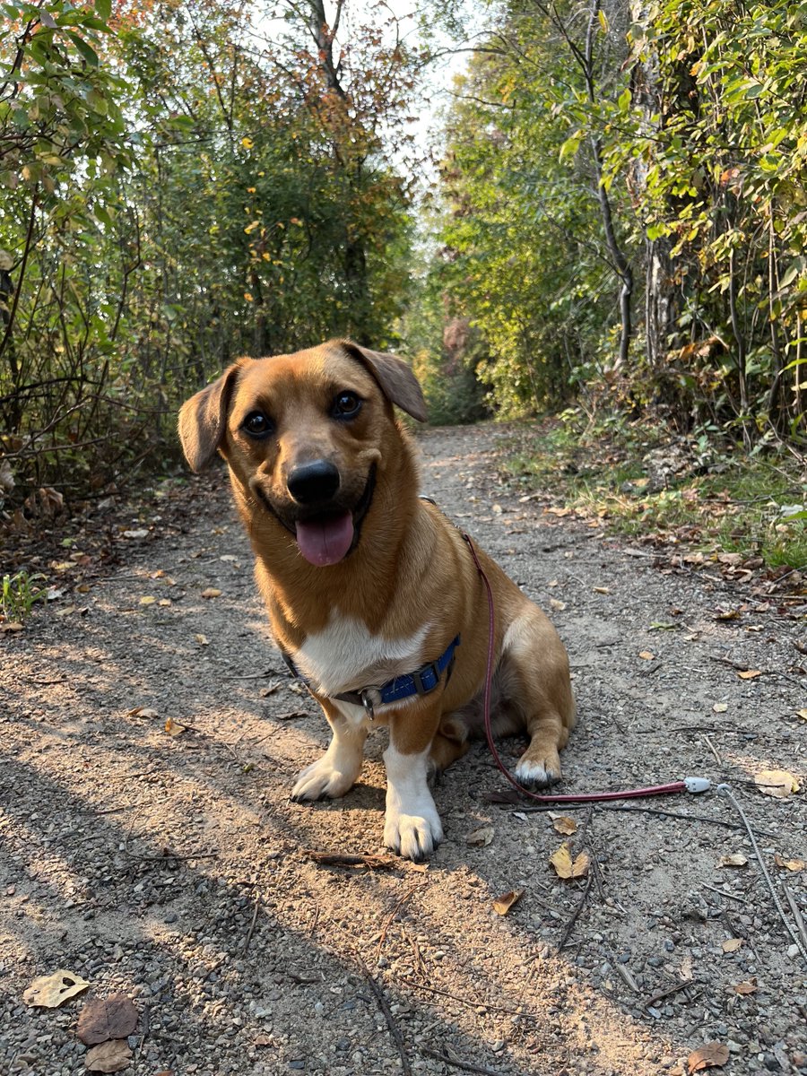 Happy #NationalPetDay. 🐶🐱 Show your furry pals some love by taking them on an adventure in an Alberta provincial park! Remember to keep them on a leash no longer than 2 meters and clean up after them for their safety and the environment. Share your pet's adventures below. 👇