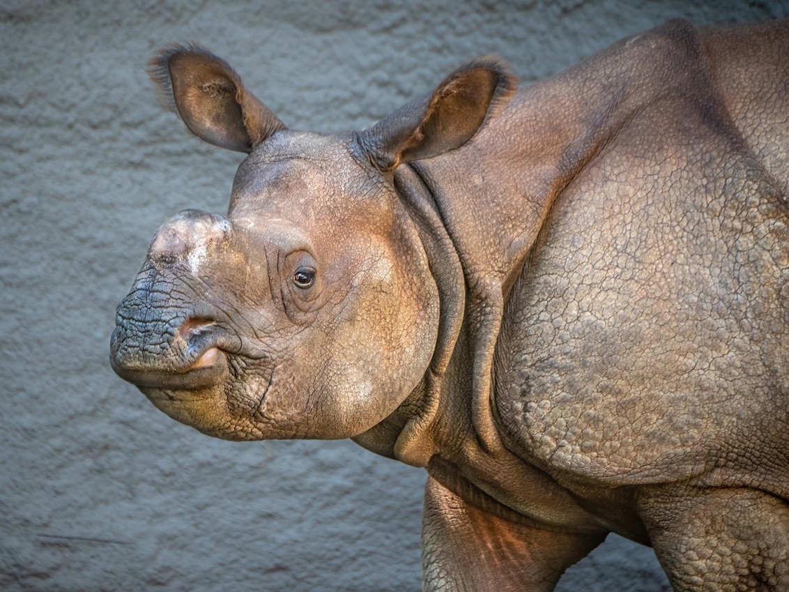 Some say that ancient rhinos may have been the potential source of the unicorn myth. 🦏🦄 You can help save modern-day chubby unicorns by visiting accredited zoos like ours that support rhino conservation. #NationalUnicornDay #Rhino #SaveTheChubbyUnicorns