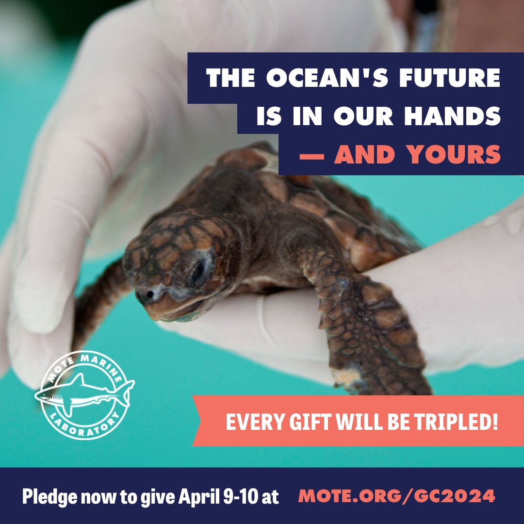 The #GivingChallenge2024 starts NOW! Every gift up to $100 will be tripled. That means your gift of $100 = $300 for the health of our oceans!! 🌊.🐢🔬🐠 Head to mote.org/gc2024 to #BeTheOne to help us! #motemarinelab #oceanresearch