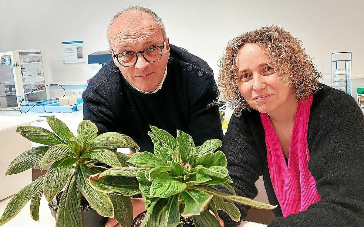 Depuis Brest, ils veulent sauver le dernier palmier de son espèce [Vidéo]
➡️ go.letelegramme.fr/pBlM