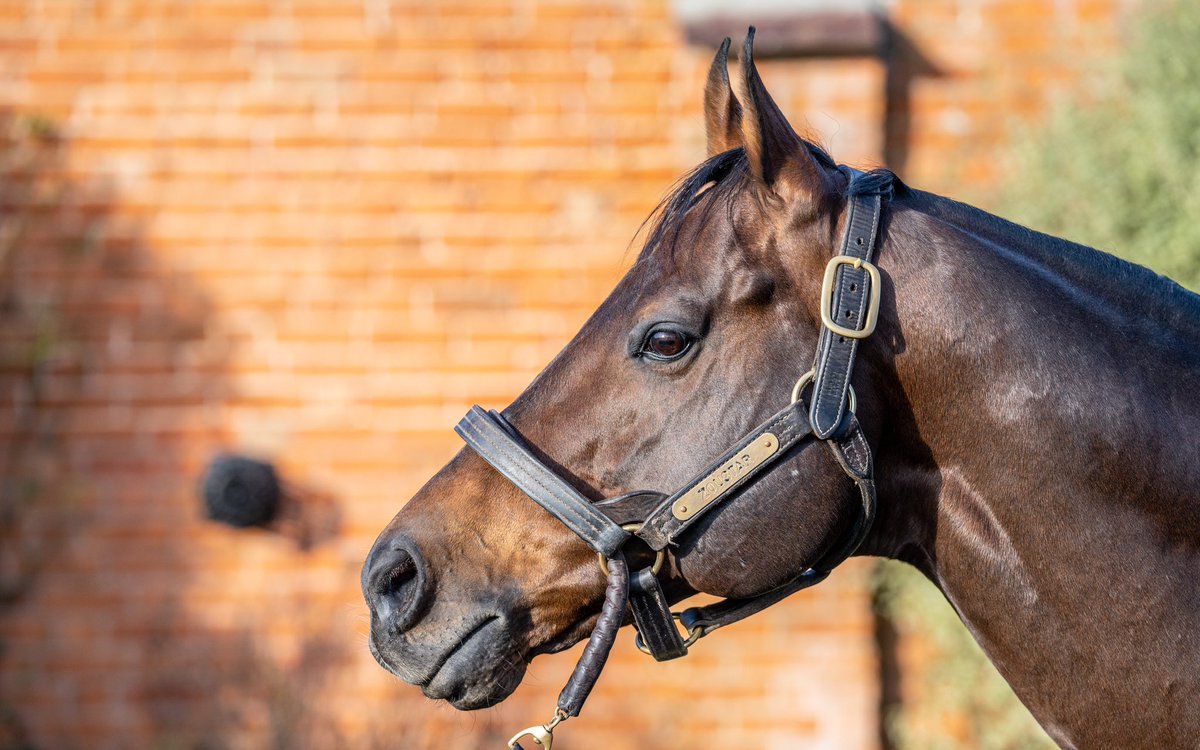 Mgheera (Zoustar🌟) gains black type with a 2nd in the Prix Cor De Chasse at Deauville. Congratulations to connections and breeder The Blue Aegean Partnership What a week for the supersire with 2 Stakes winners and 4 yearlings selling for over a million…and it’s only Tuesday!