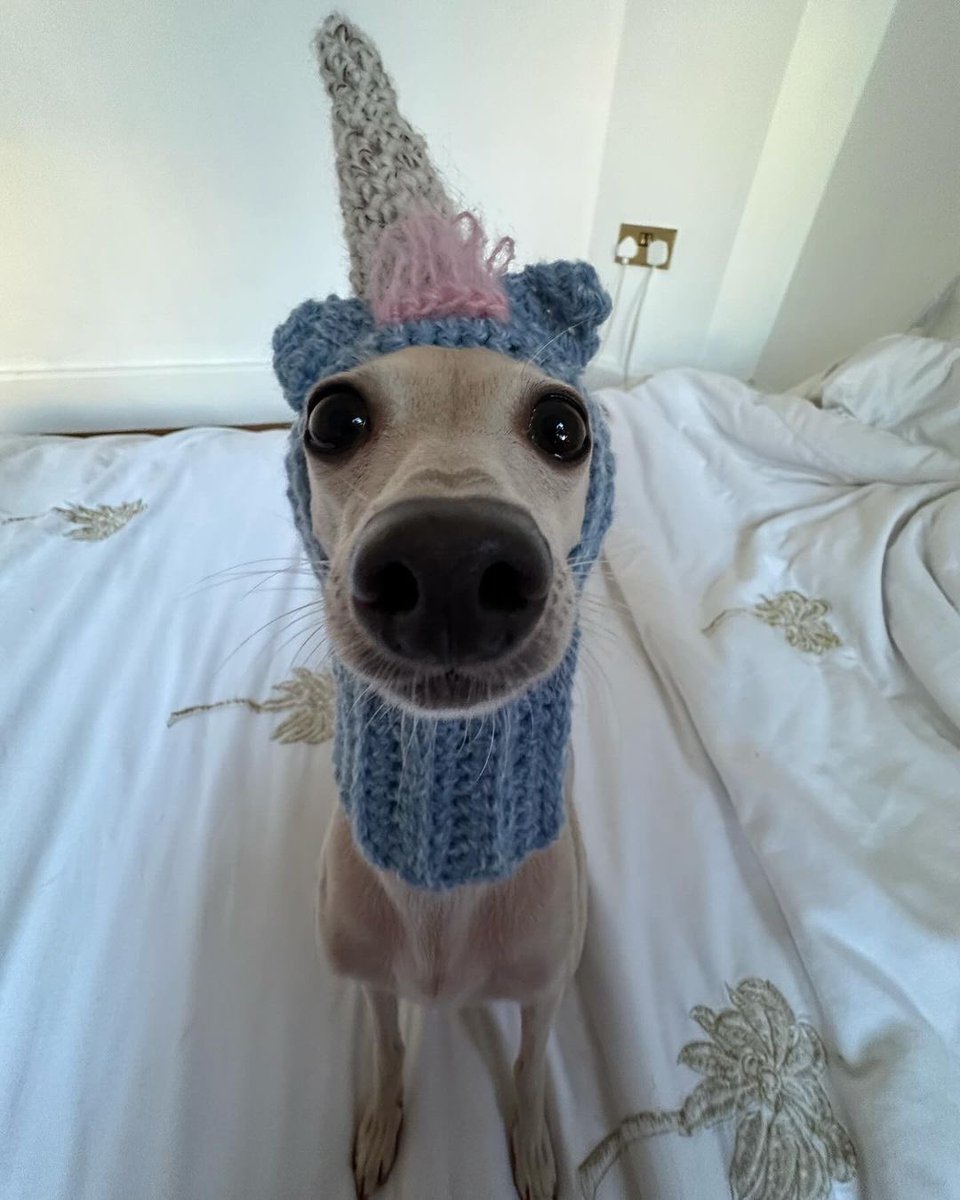 You can't be serious. We only rate dogs. This is clearly a miniature unicorn. Please only send dogs. Thank you… 12/10