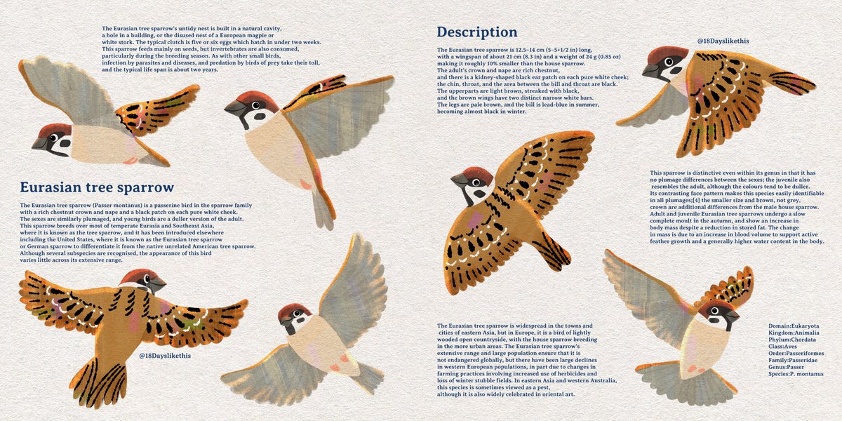青年俊麻雀

#sparrow #wildbird #sketch #illustrationart