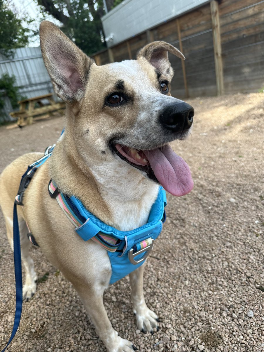 Charm point - Floppy ear and dazzling eyes