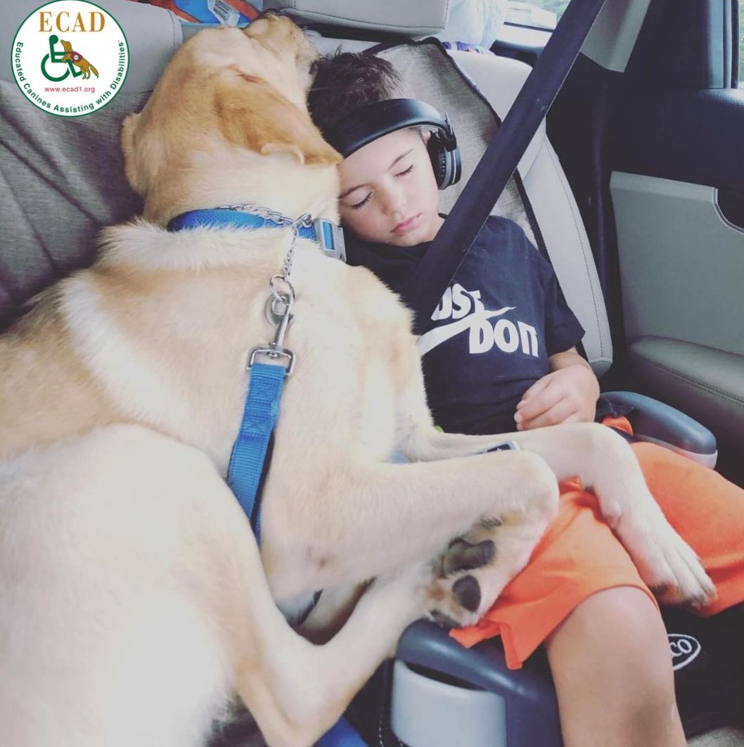A few weeks ago a #CanineMagic Grad came in for recertification. You empowered his family with an amazing choice. A way forward to a life of safety & security. This spring more families will power toward independence because of you. mailchi.mp/ecad1.org/your… #Empower #YipYap