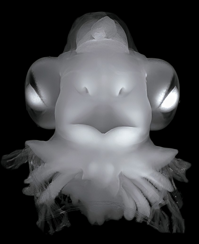 Gareth Fraser (@garethjfraser) on Twitter photo Can this ghost #shark embryo look any more like an actual ghost?! We have wonderful undergraduate researchers in the lab; this amazing image was taken by <a href="/campbell_sg_a/">Campbell Al-Khafaji</a> - showing a stage 29 Australian Ghost Shark (Callorhinchus milii; chimaera) embryo head - watching you! 👻🦈🔥 Can this ghost #shark embryo look any more like an actual ghost?! We have wonderful undergraduate researchers in the lab; this amazing image was taken by <a href="/campbell_sg_a/">Campbell Al-Khafaji</a> - showing a stage 29 Australian Ghost Shark (Callorhinchus milii; chimaera) embryo head - watching you! 👻🦈🔥