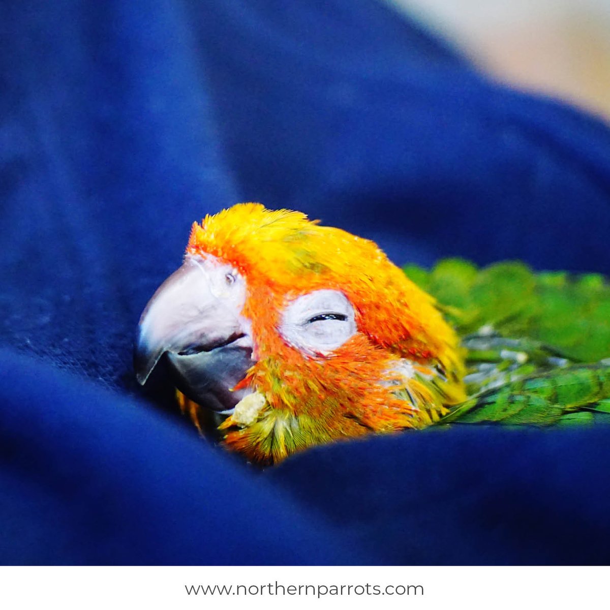 Post pictures of your Parrot napping. Let's see some cute photos.