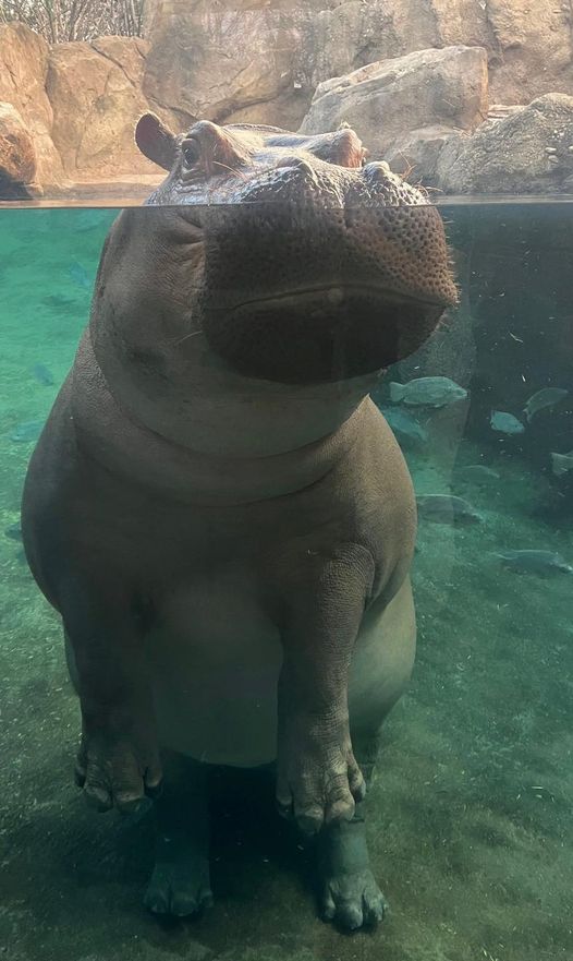 Fiona the hippo 🤩!!