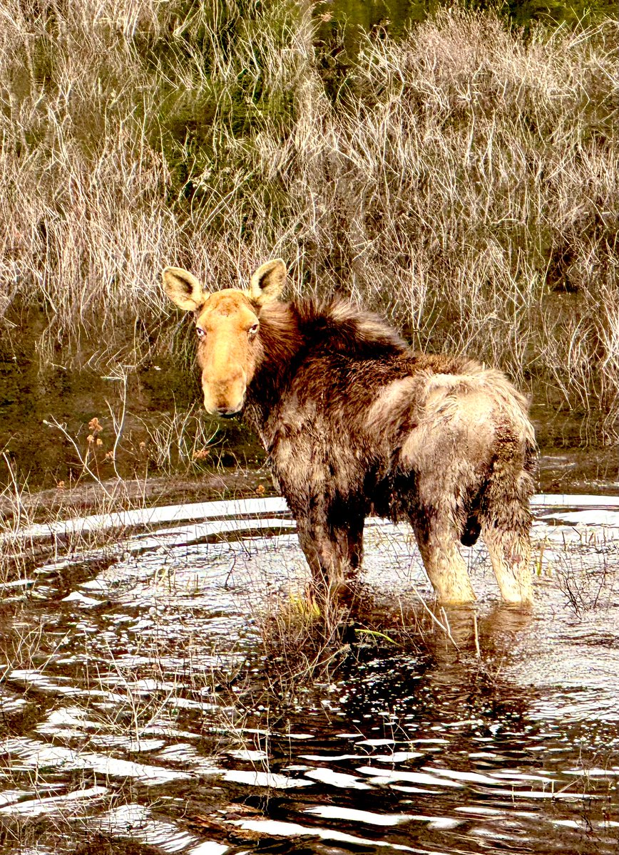 MuskokaCoach18's tweet photo. Advice from a Moose
Think Big
Spend Time In the Woods
Eat Plenty of Greens
Hold Your Head High
Stay on Track
Keep Your Nose Clean
It’s Okay to be a Little Wild
-Llan Shamir
#TuesdayThoughts #CommuteViews https://t.co/lnag6CINCe