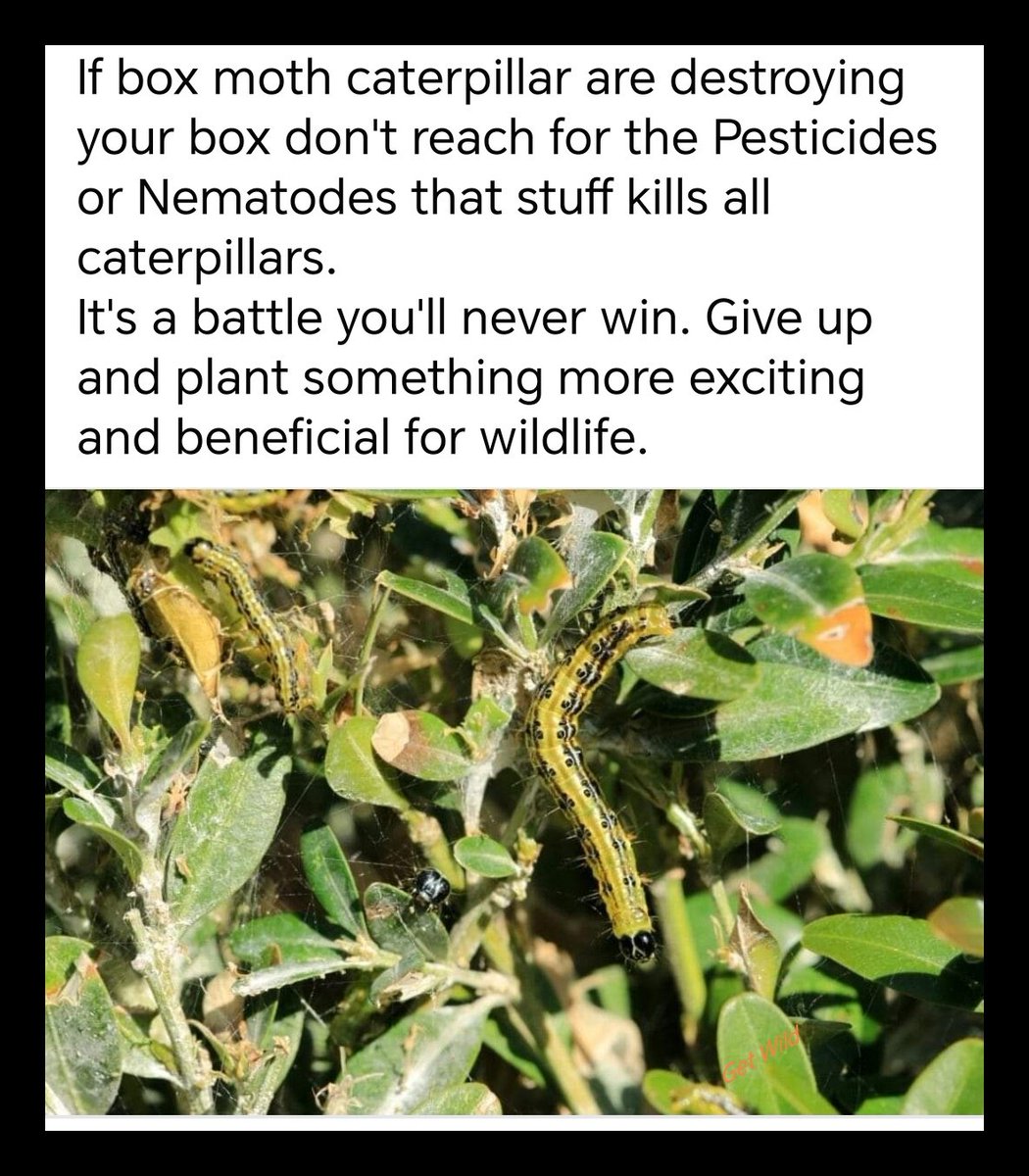 mitchellsnik's tweet photo. Box is boring anyway. ๐
Plant something different, bring some life into your garden you'll end up thanking the box moth ๐
#boxmoth https://t.co/EtUa8UQPDZ