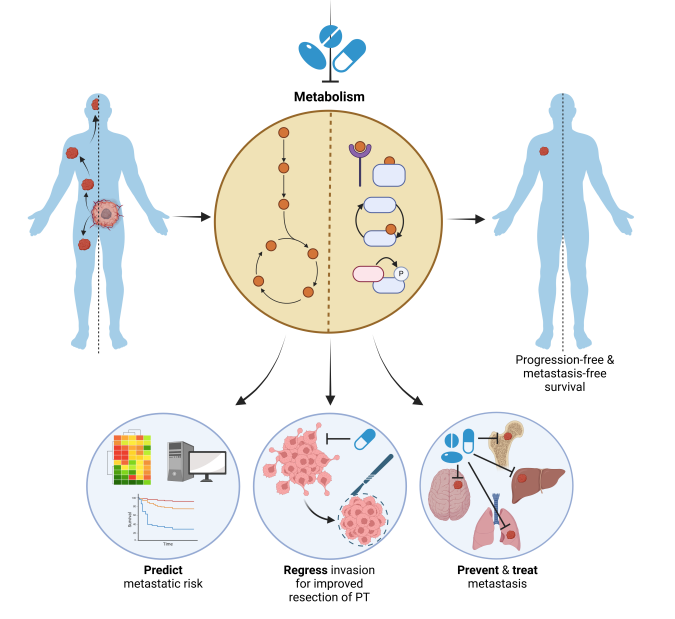 Just published! #Metabolic Signaling in Cancer #Metastasis, a #CancerHallmarks review, by #AACR24 Plenary Speaker and winner of the AACR Award for Outstanding Achievement in Basic Cancer Research, Sarah-Maria Fendt (@FendtLab). bit.ly/4cOSzp2 @VIB @KU_Leuven