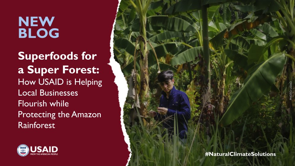 Bruno Kato is a businessman. That’s why he understands the value of a healthy Amazon rainforest. See how USAID is working with people like Bruno to create business models that are better for the planet and bottom lines. biodiversitylinks.org/stories/recent…