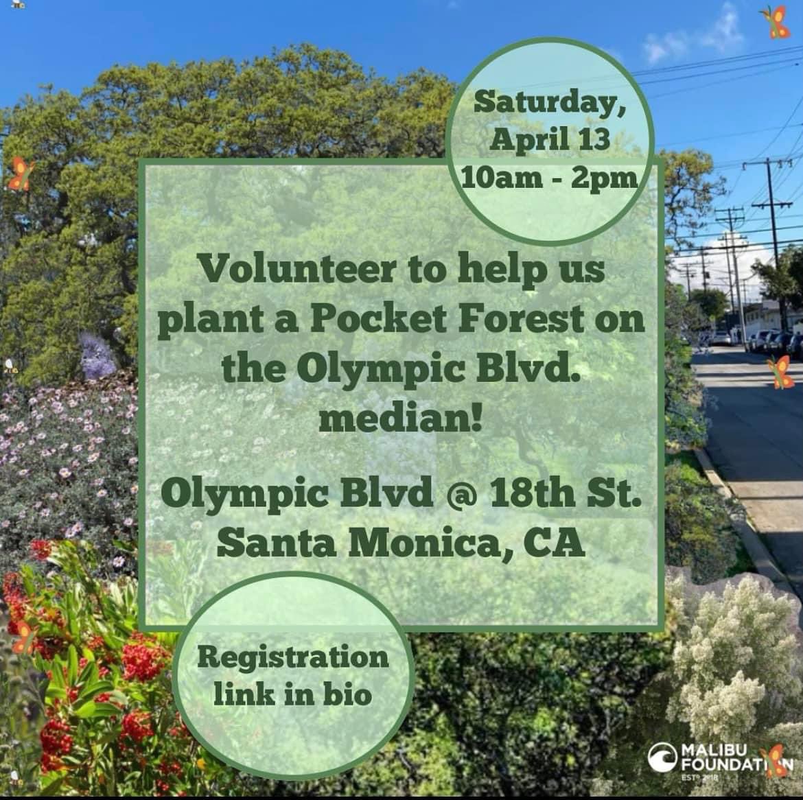 The @MalibuFdn has partnered with the @SantaMonicaCity to plant California’s first street median microforest at Olympic Blvd just east of 18th Street. Sat. April 13, 10am-12pm. #NatureForAll portal.caclimateactioncorps.org/timeslots/UFcY…