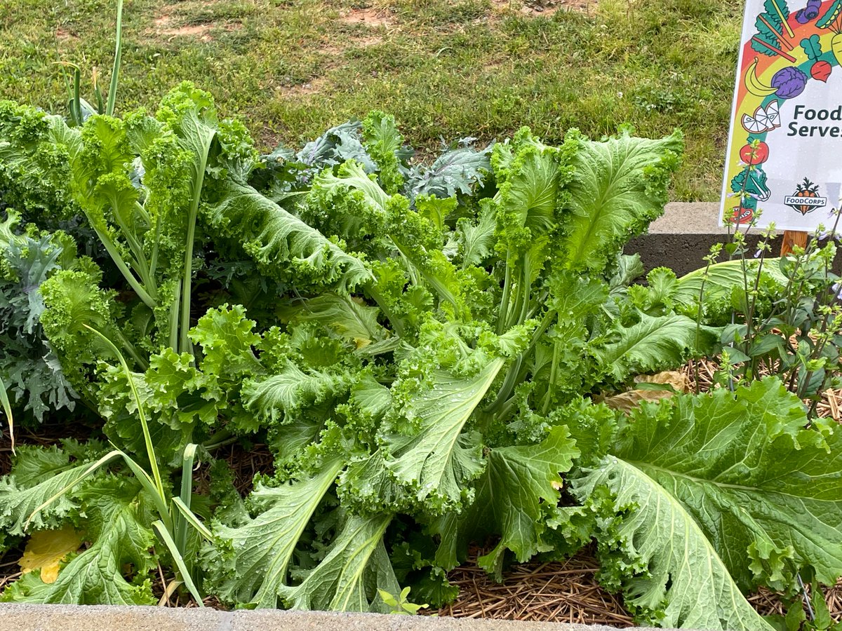 We’ve got green growing everywhere! We have celery, strawberry, lettuce, mustard greens, etc. Things have changed since you last visited @FrankScottJr @DrJermallWright