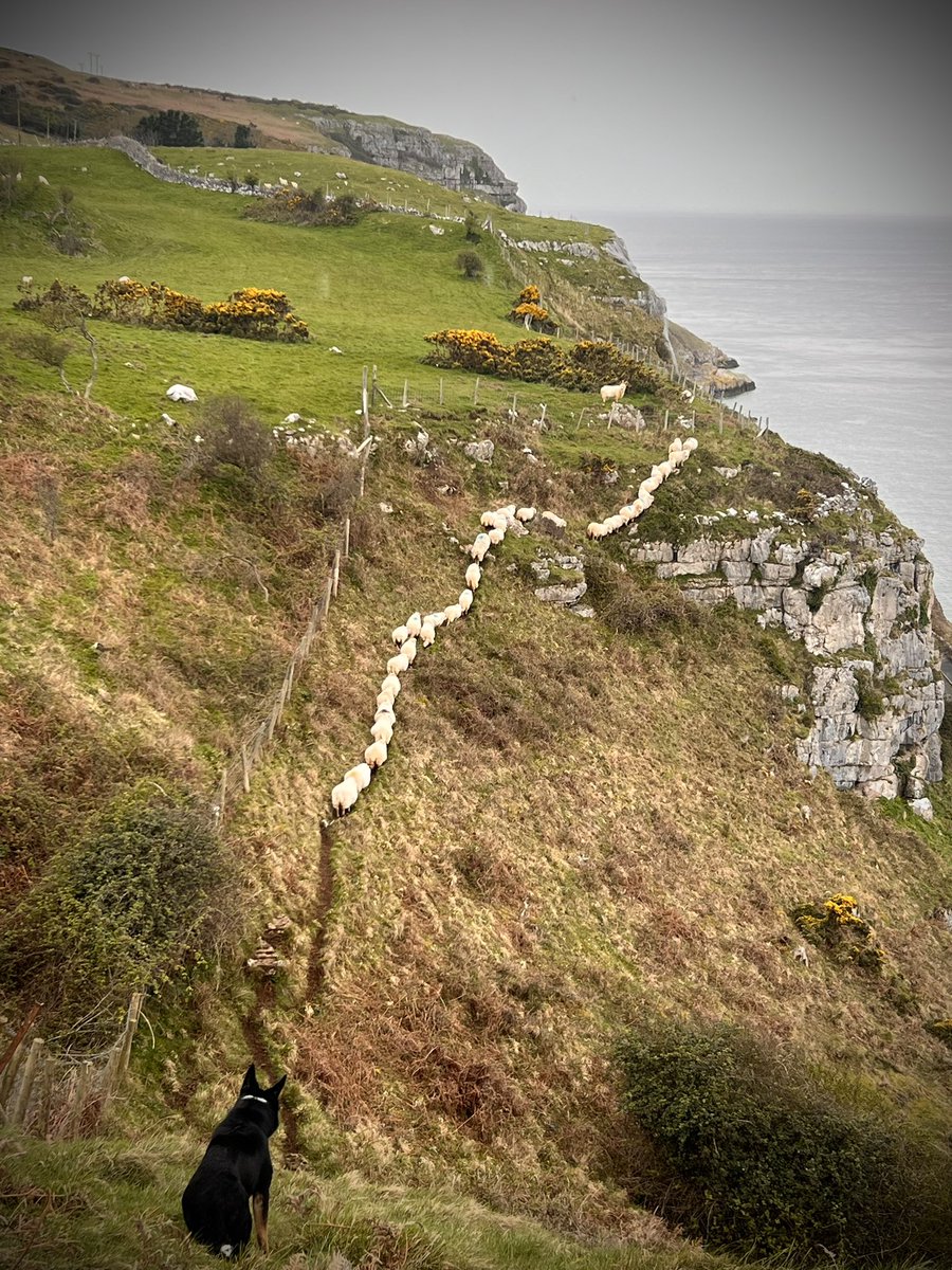 Gathering North Shore on the #greatorme #lambing2024 #sheep365 #gathering