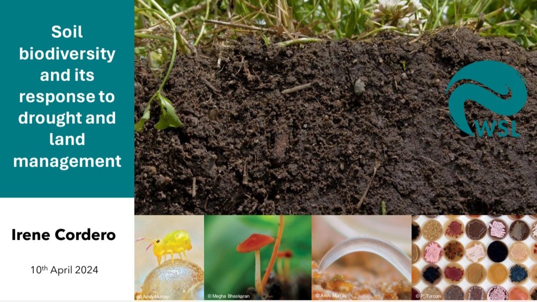 Hi Twitter followers! Tomorrow I present an overview of my research! Why not join? 😃 Free for everyone online. biodiversitycenter.wsl.ch/en/events/deta… #soil #biodiversity #drought 🌱🔬🦠🍄