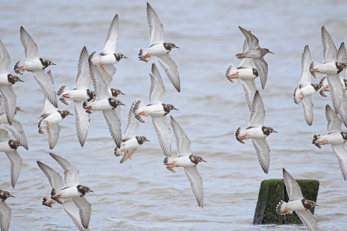 stormcabbirds tweet media