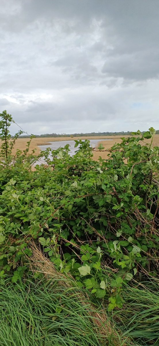 Whilst Stodmarsh was looking good and well looked after, not so much for Grove Ferry which looks rather neglected in areas. Can someone please cut the brambles in front of the ramp please! Not the best view if visiting @NaturalEngland