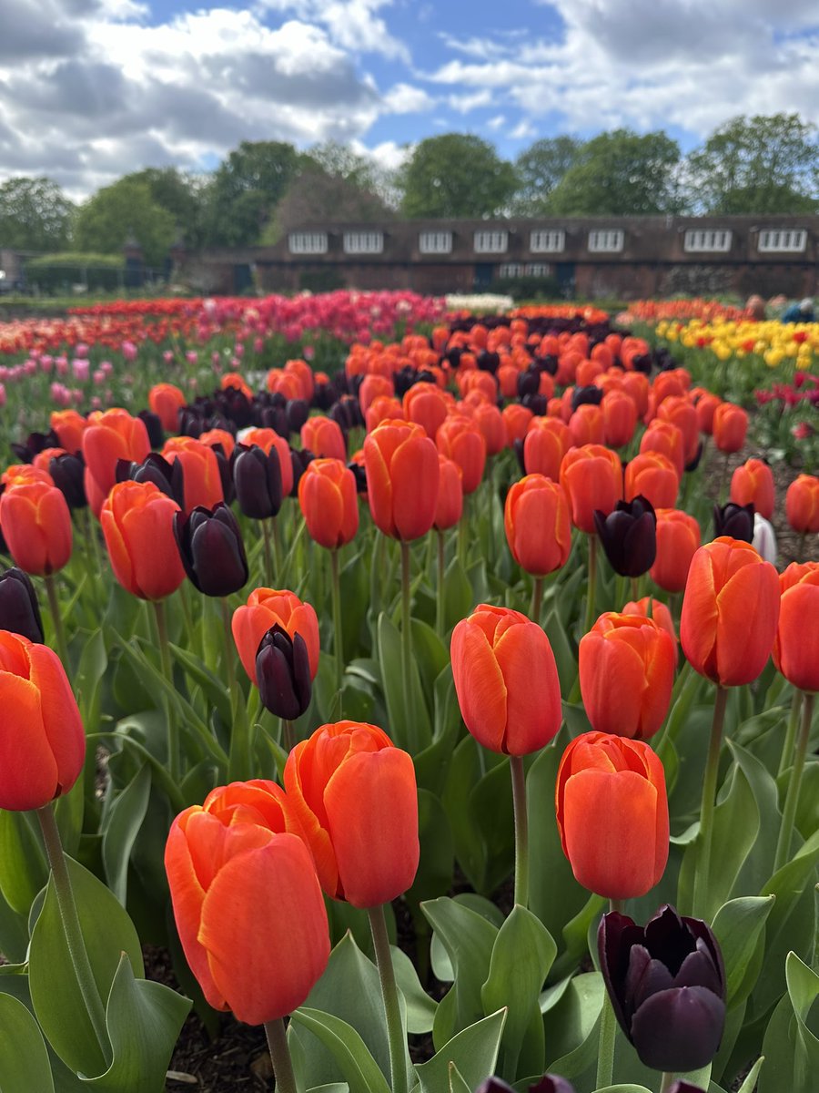 The Tulip Festival now in full swing at Hampton Court and looking beautiful as usual. The weather has been interesting but they are thriving!