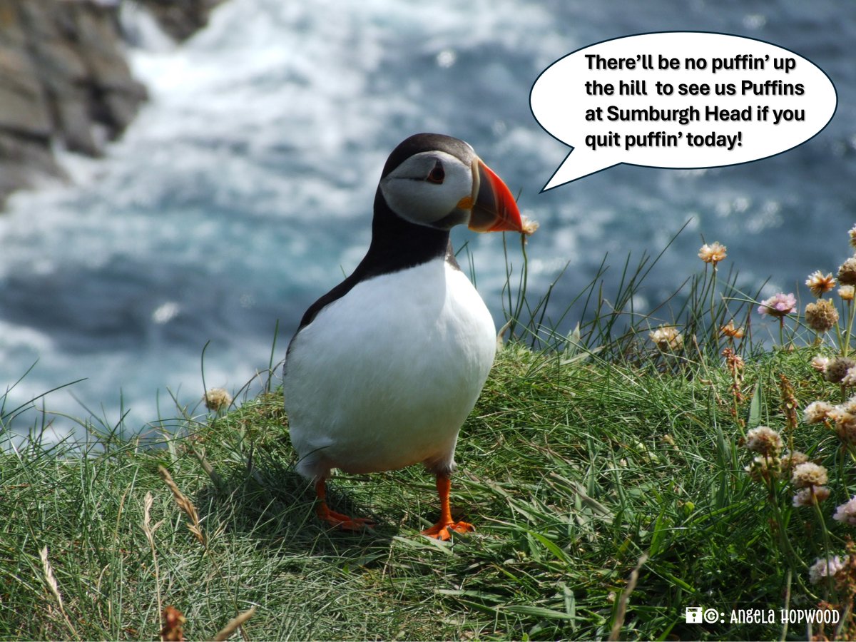 Rumour has it that #Puffins are back at #SumburghHead!
If you smoke or vape, the walk up could leave you out of breath so what better excuse for starting your quitting journey today!
Help is available through #QuitYourWay from @HealthyShetland on 01595 807494🤗

#PromoteShetland