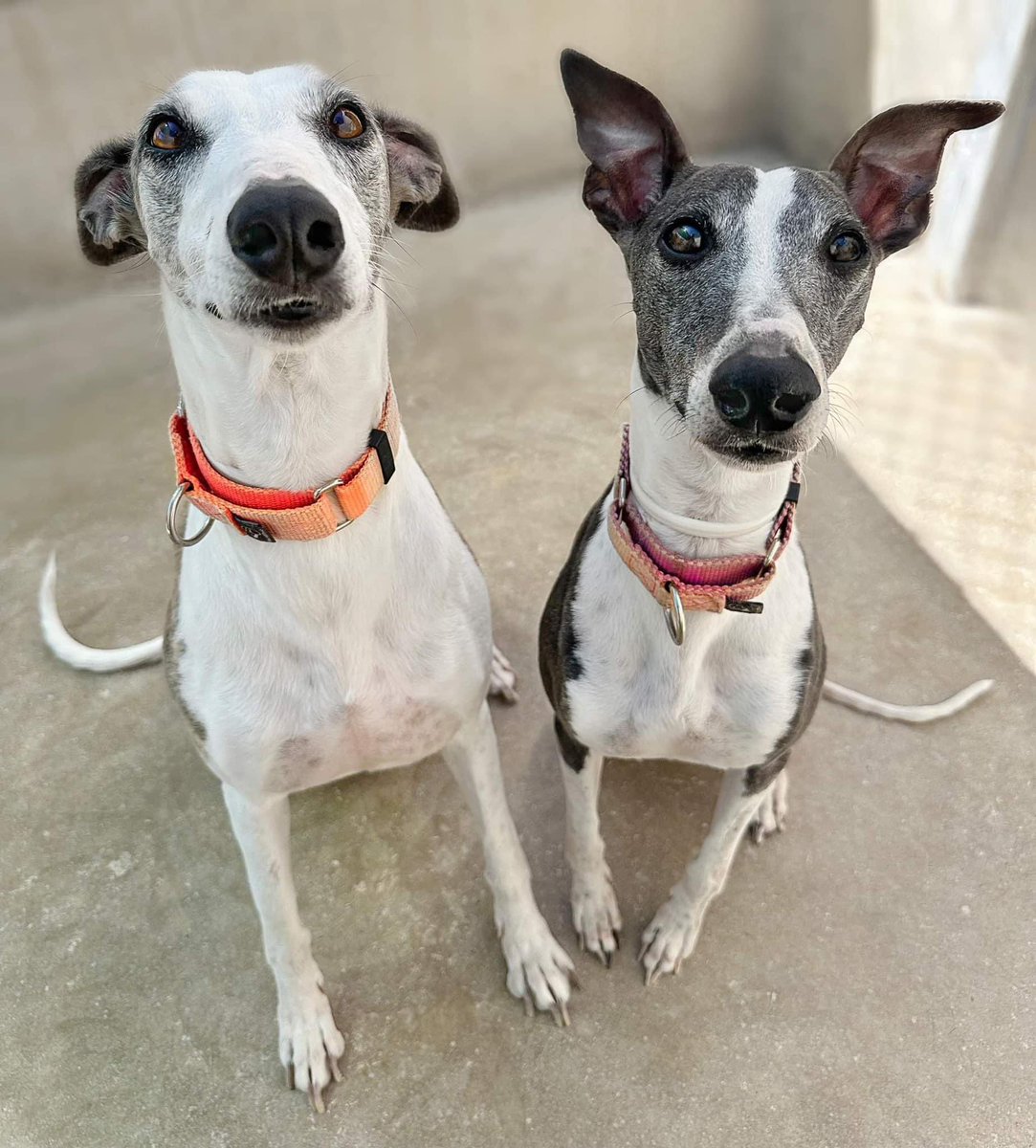 Flaca and Flaco ~ Treats are coming. Sit patiently. Hooman ~ omg I’ve trained the whippets to sit Flaca and Flaco ~ let’s pretend she trained us so we get more cookies 🍪🙄😂