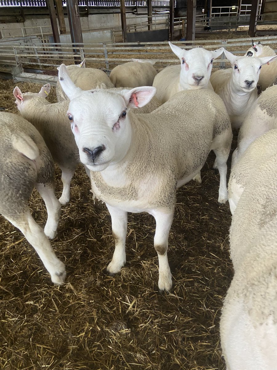 Apparently I lambed this handsome fella last year! So much care and attention goes into these lambs I am in awe of @ThrimbyFarms . If you want to understand farming go and see what it’s all about! This farm really cares!