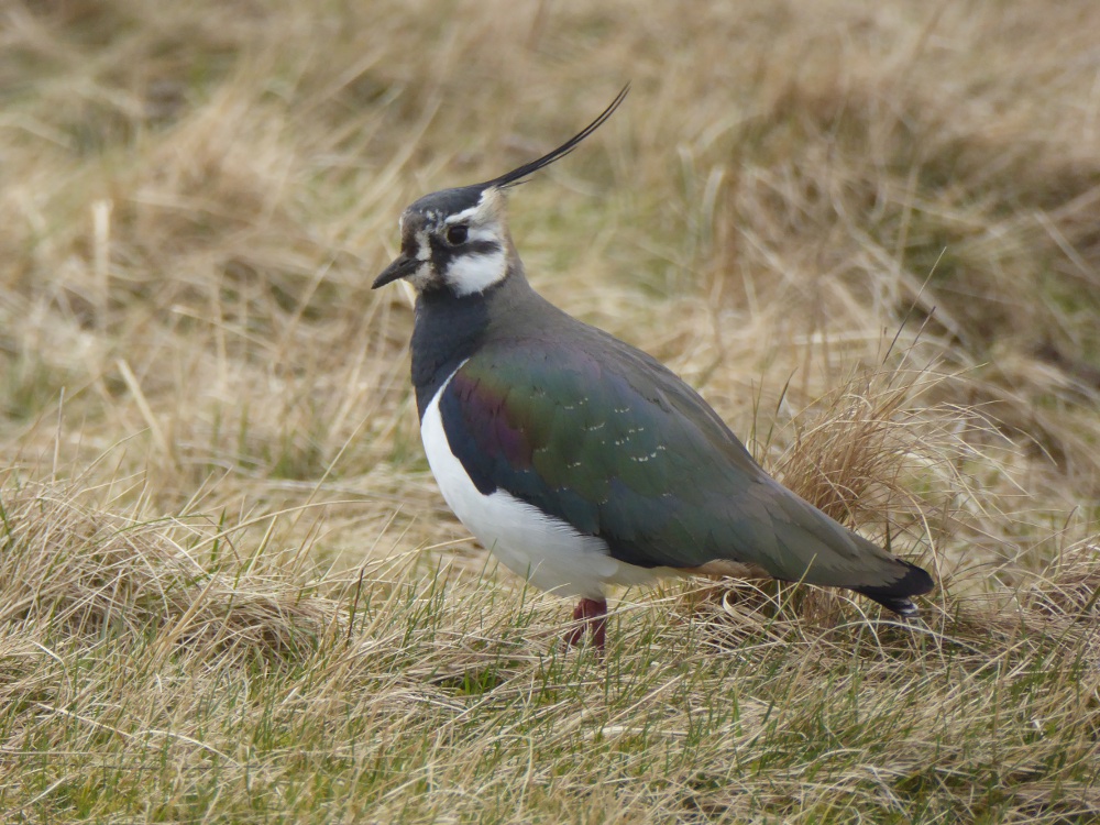 We’ve had a busy few days delivering training sessions for our Dales Volunteers and the Malham Environmental Group, getting everyone ready for this year's wader surveys. Now all we need is some good weather! ☔️☀️🤞