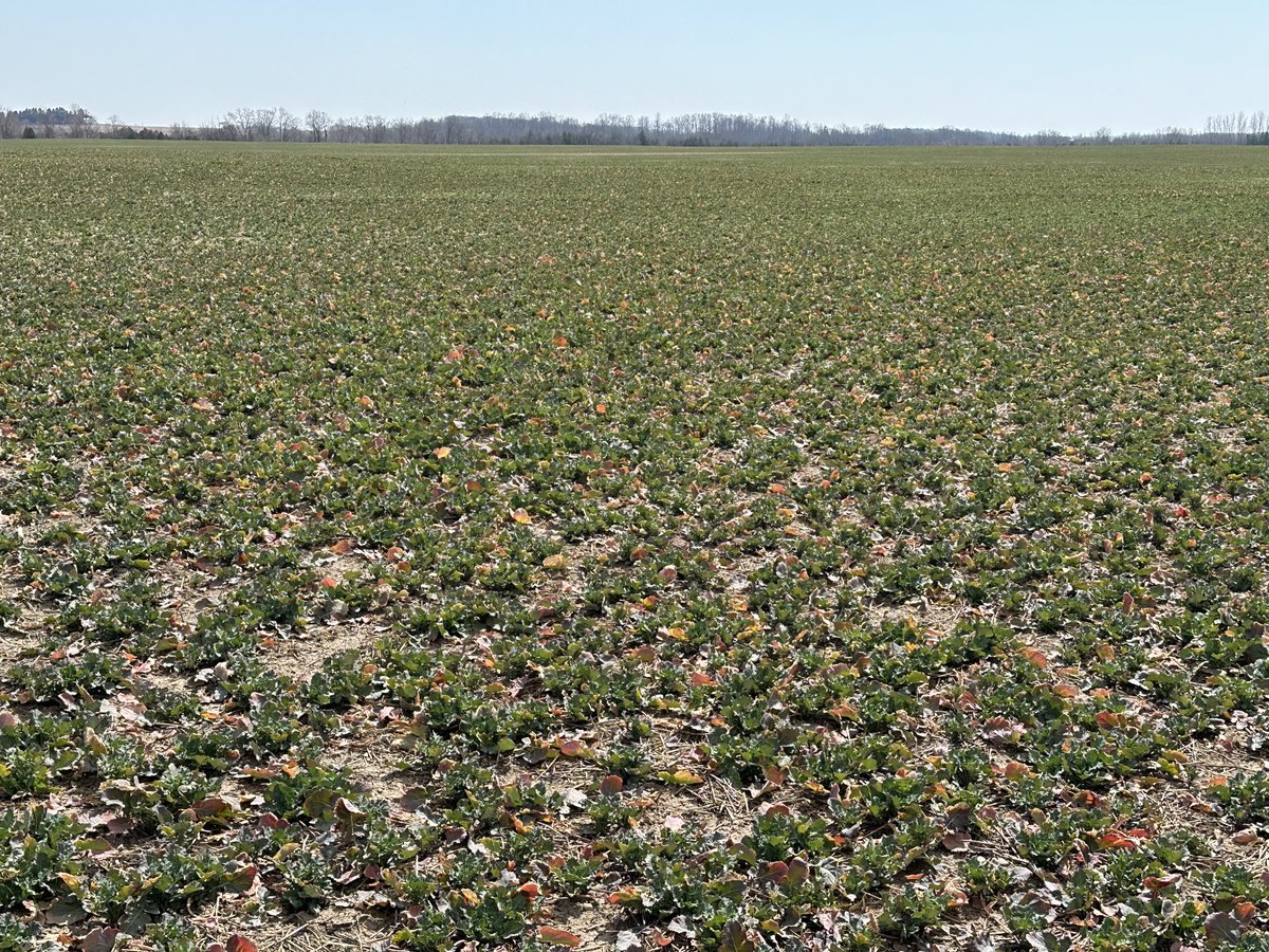 Looks like I’m scouting winter canola this year. Late planted and still fine! 👍👍👍