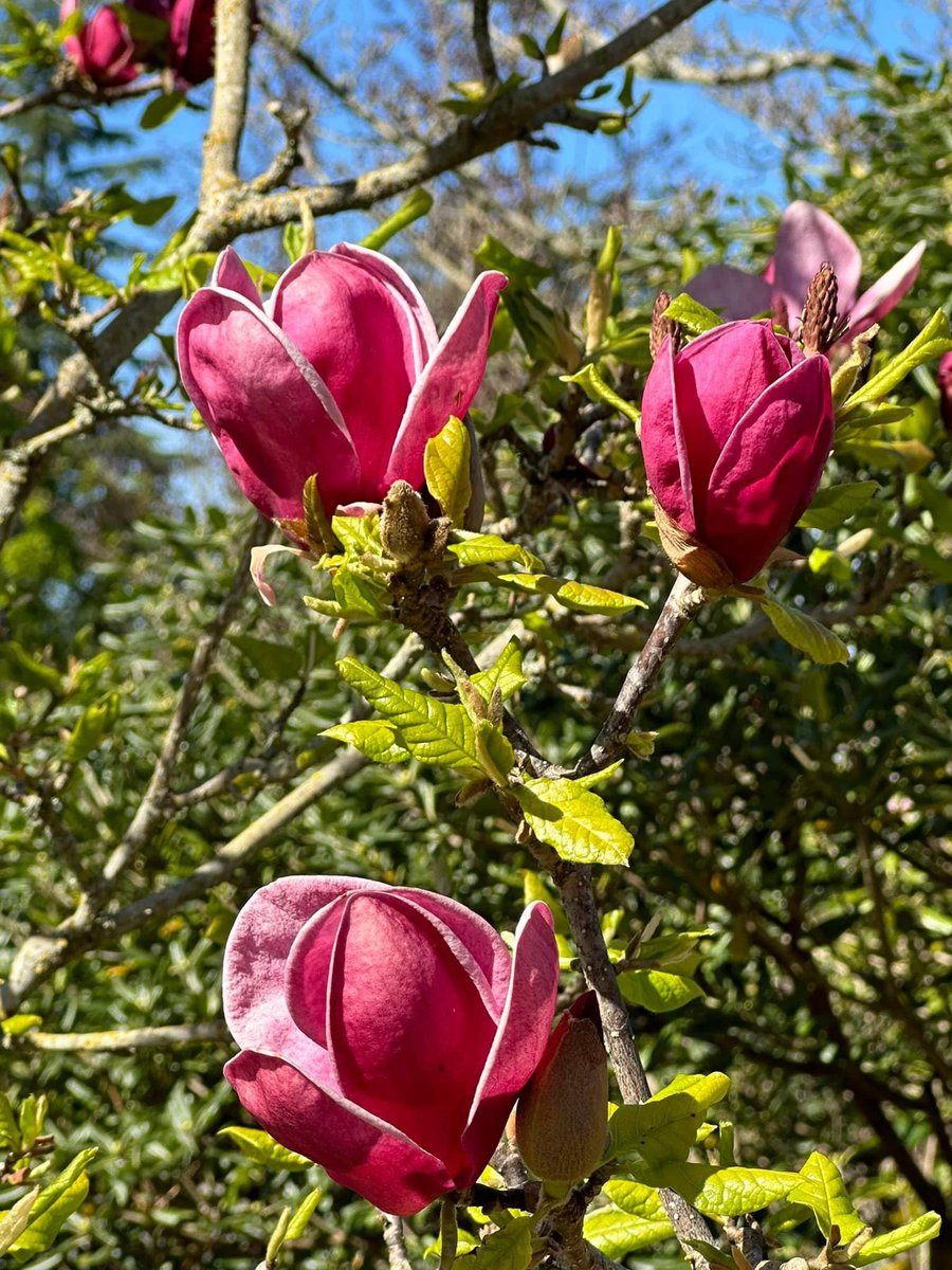Goodmorning Tuesday 9 April. Happy #FlowersOnTuesday #GardeningTwitter #flowerphotography