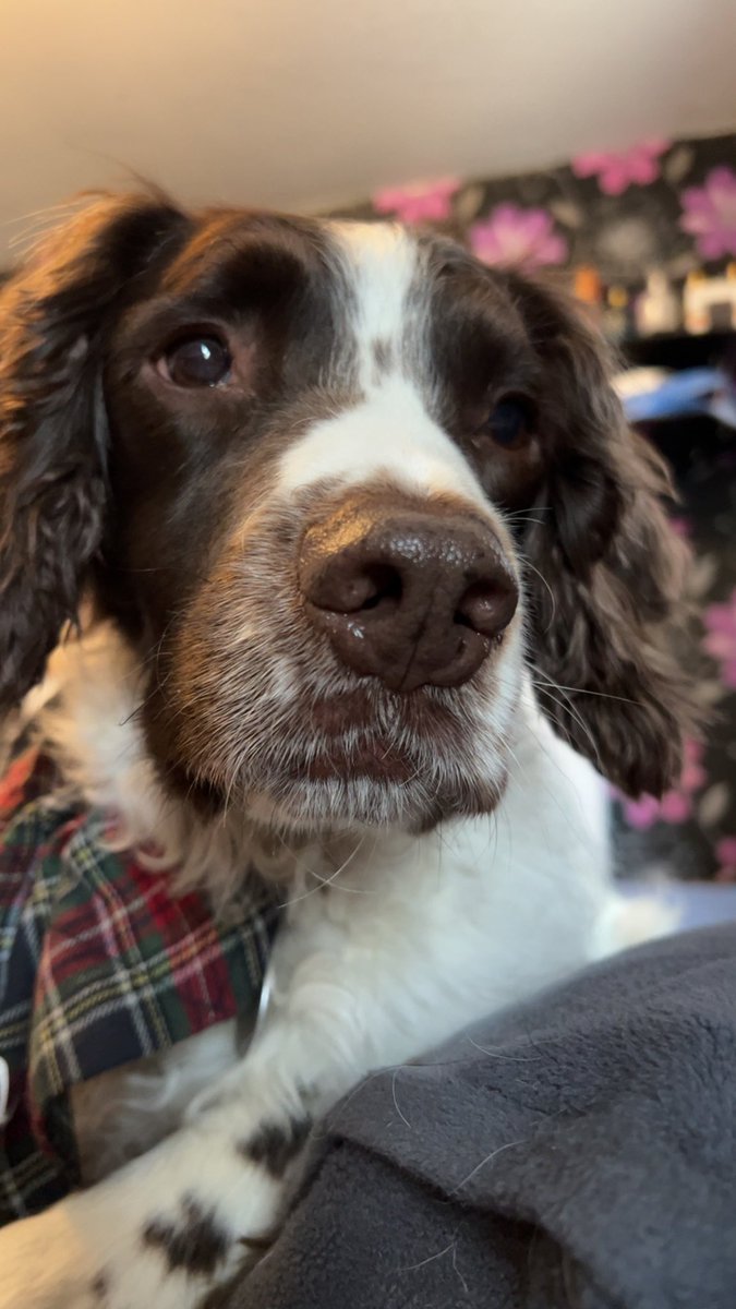 He’s so handsome ❤️ #Mylie #peppermyloandholly #dog #dogs #doglovers #springerspaniel #englishspringerspaniels #petsathome #cute #handsome #dogoftheday