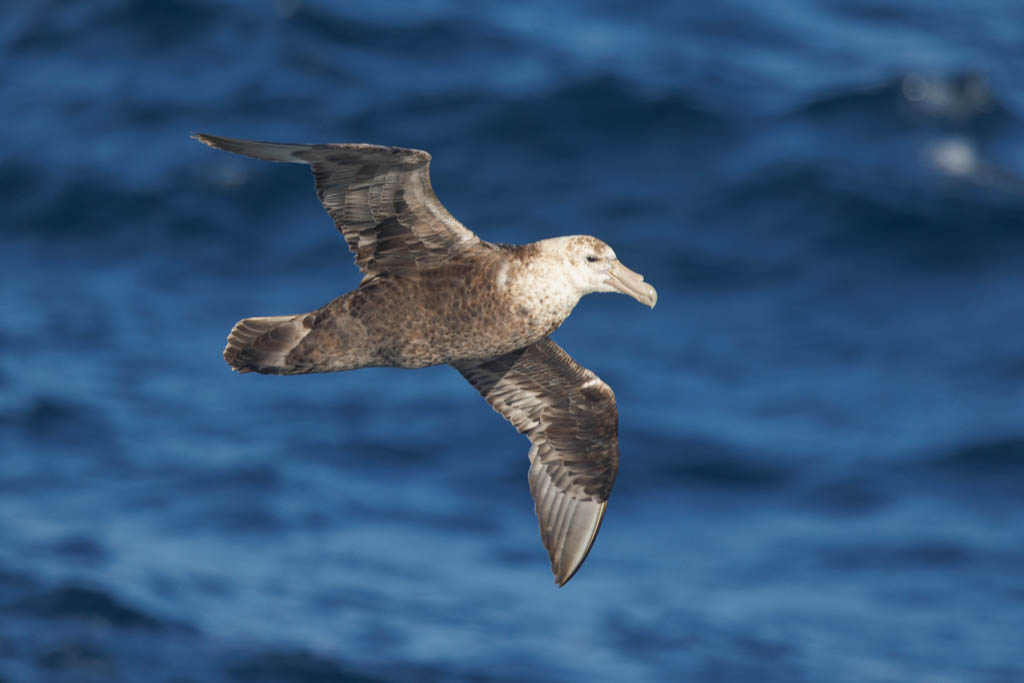 Southern Giant Petrel: Another near constant companion on our trek across the Southern Ocean. The nearest land for this one was the Falkland Islands. Look at that fancy tubenose.