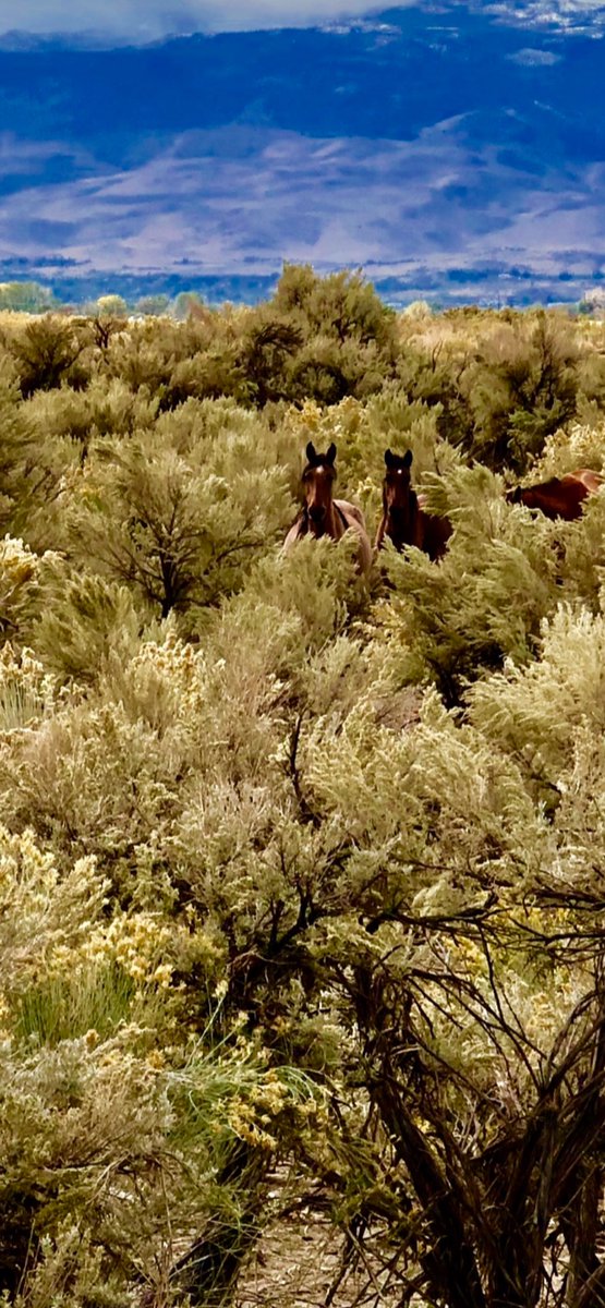 Going through the chaparral country I’m sure to run into wild horses. These two are keeping a close eye on me, from a distance, wondering what’s that strange looking animal and what’s it doing on our property? Fortunately these are mares, the stallions are not so polite about…