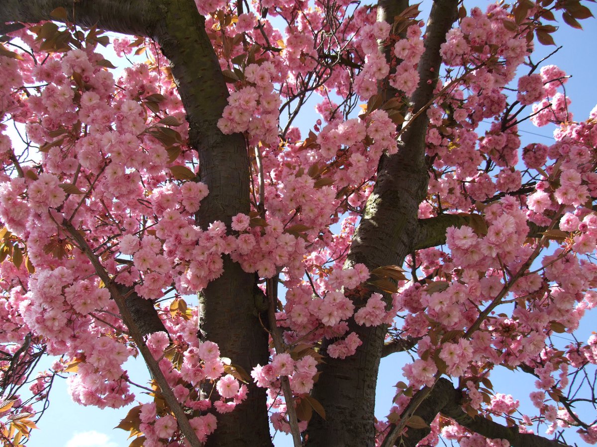 Una Abundancia de Flores Photography by Debbie Jaye Photography #photography #photographer #photos #lovephotos #Spring #lovespring #nature #pink #trees #blossom #pink #London