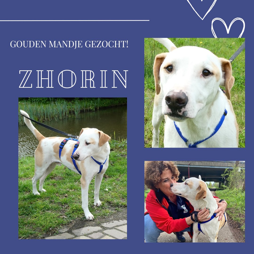 MARKdierenarts tweet media