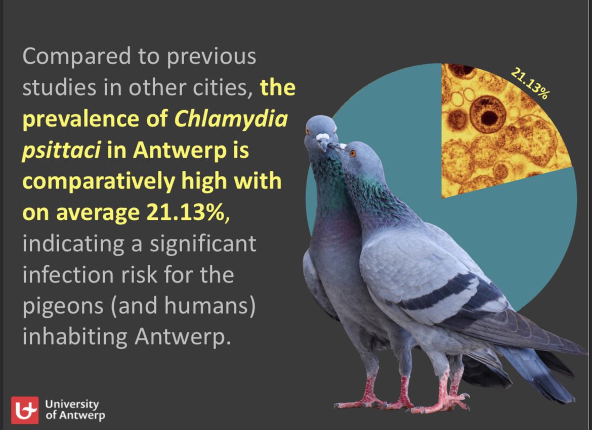 4/6 #BOU2024 #break1 
The first question we’re answering is “What's the prevalence of #Chlamydia psittaci in Antwerp's pigeon population?” 🦠🐦🔍 
#DiseaseEcology #PrevalenceRate
(prevalence rate in Poland : doi 10.1007/s00284-022-03072-4)