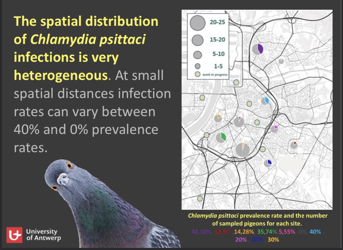 5/6 #BOU2024 #break1 
Are there spatial patterns of prevalence rate differences across the urban landscape of Antwerp? 🦠🗺️🔍 #InfectionHotspots  #UrbanLandscape