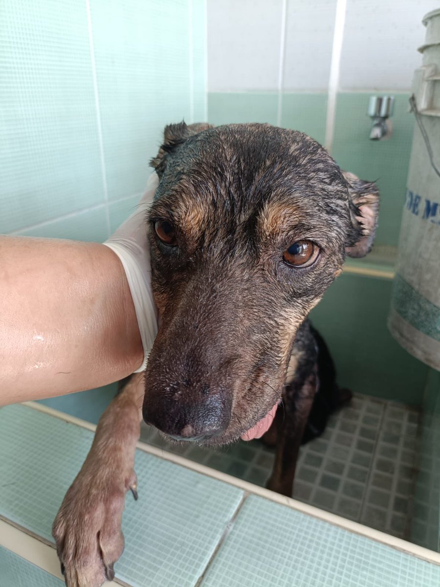 𝙷𝚎𝚕𝚊 𝙼𝚘𝚛𝚎 🐶 tweet media