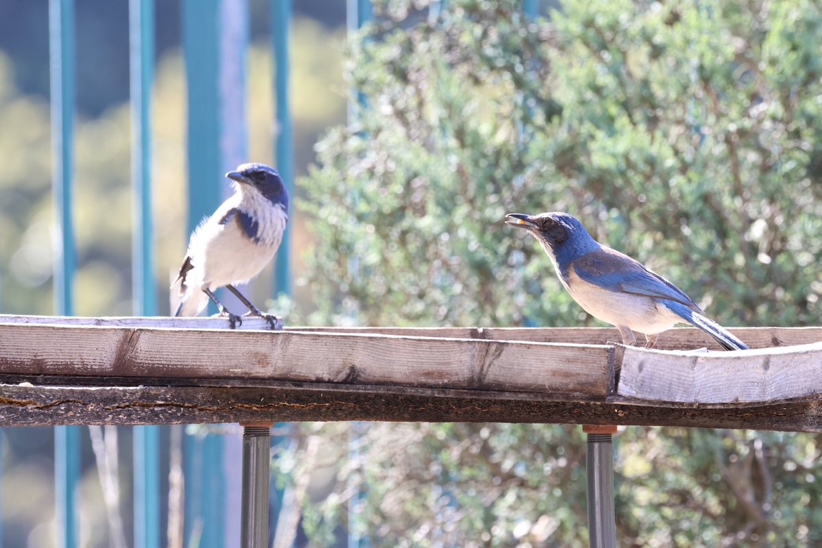 Much SKEETING and chasing going on lately. At the moment these two Ca Scrub jays are taking a snack break 💙