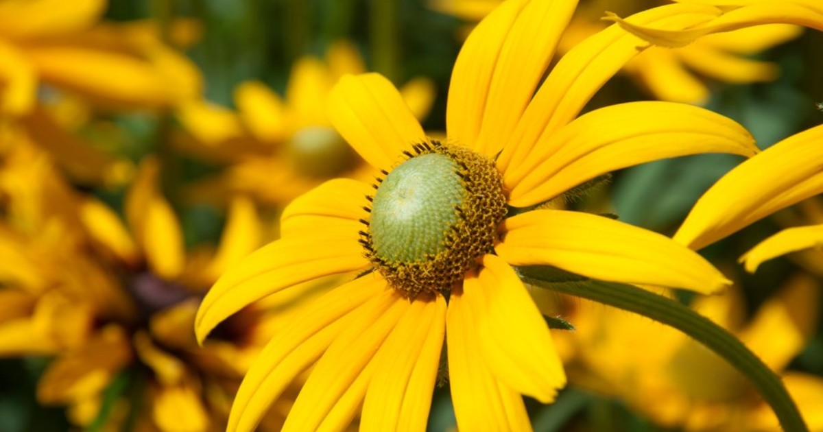 Join Cara aka 'Make it Flourish' and RHS Community Outreach Advisor Louis next Tuesday 16 April at 8pm, as they sow zinnia and rudbeckia together live on Instagram - instagram.com/rhsgrassroots Use code BLOOM10 to get discounted seeds from @mrfothergill: mr-fothergills.co.uk/products/rhs-f…